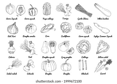 Vector food icons of vegetables. Colored sketch of food products. Pumpkin, cucumber, eggplant, turnip, pumpkin, salad, beet