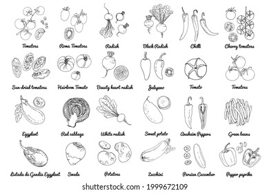 Vector food icons of vegetables. Colored sketch of food products. Tomato, pepper, eggplant, salad, herbs, spices, radish
