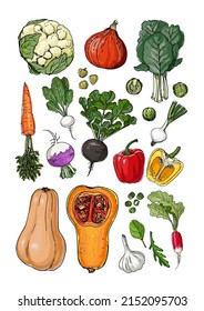 Iconos vectoriales de comida de verduras. Esbozo de productos alimenticios de colores. Tomate, pimienta, berenjena, ensalada, hierbas, especias, rábano