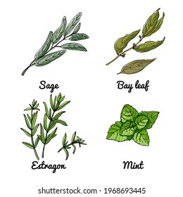 Vector food icons of vegetables and spices, herbs. Colored sketch of food products. Sage, bay leaf, tarragon, mint