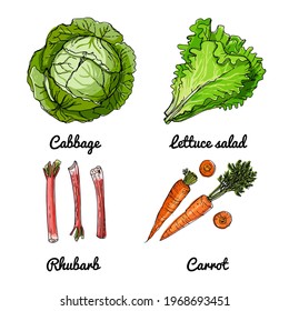 Vector food icons of vegetables and spices, herbs. Colored sketch of food products. Cabbage, lettuce, rhubarb, carrots.