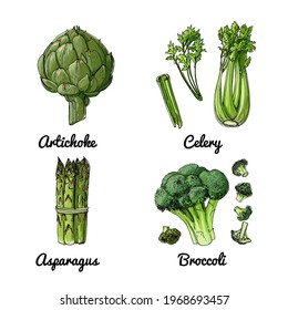 Vector food icons of vegetables and spices, herbs. Colored sketch of food products. Artichoke, celery, asparagus, broccoli.