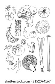 Vector food line icons of vegetables. Colored sketch of food products. Tomato, pepper, eggplant, salad, herbs, spices, radish