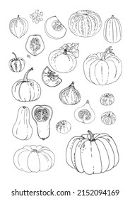 Vector food line icons of vegetables. Colored sketch of food products. Tomato, pepper, eggplant, salad, herbs, spices, radish