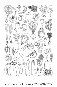 Vector food line icons of vegetables. Colored sketch of food products. Tomato, pepper, eggplant, salad, herbs, spices, radish