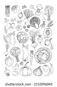 Vector food line icons of vegetables. Colored sketch of food products. Tomato, pepper, eggplant, salad, herbs, spices, radish