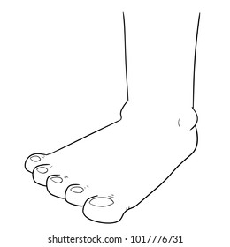 vector of foot
