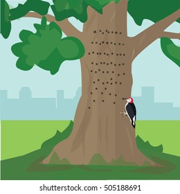 Vector forest Animal, Woodpecker making holes in tree
