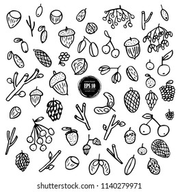 Vector forest elements in doodle childish style, hand drawn acorns, berries, forest seeds