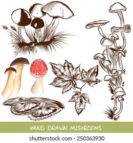 Vector forest mushrooms in engraved style