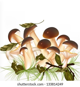 Vector  forest mushrooms isolated on a white background