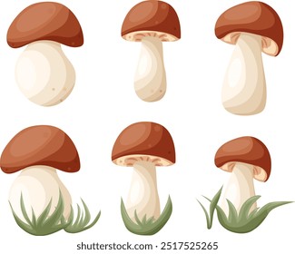 Vector forest mushrooms set illustration, graphic fungi clipart