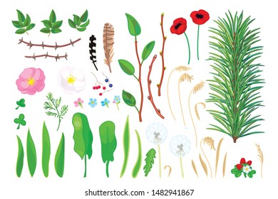 vector forest plant objects set