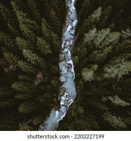 Bosque vectorial y río, Bosque verde, Ilustración de la vista de drones