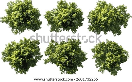 Vector forest trees canopy view, aerial perspective, jungle, green foliage, overhead view, woodland, tropical, nature, isolated, eco, environment, landscape