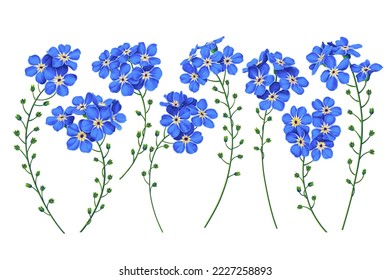 Vector Forget-me-not flowers. Realistic, hand-drawn, detailed floral clip art elements. Ready-made flowers for advertising, cards, banners in social networks, print design, pattern textilprint design