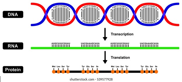 Vector Formation Of MRNA RNA And Protein By DNA Strand In Two Stages Transcription And Translation