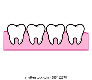 vector four healthy teeth on a white background