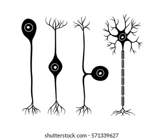 vector four types of neurons on a white background
