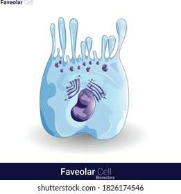 vector de células foveolares o de células mucosas superficiales son células productoras de moco que se alinean dentro del estómago 