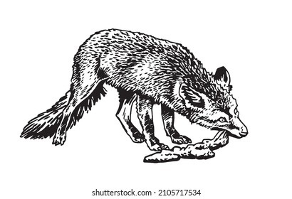 Vector fox eating meat on white, vector illustration, meal time for fox