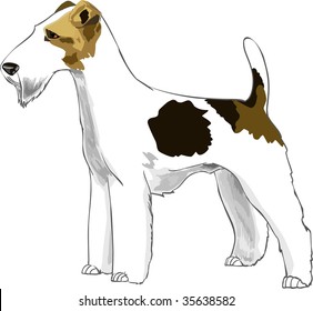 vector Fox terrier in front of white background, cartoon