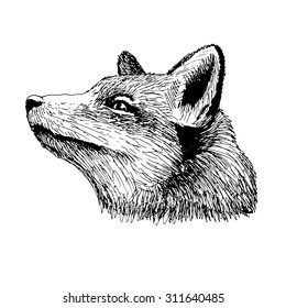 Vector fox. White and black. Freehand drawing