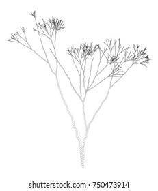 Vector Fractal Dotted Algae Branches - Graaphic Element