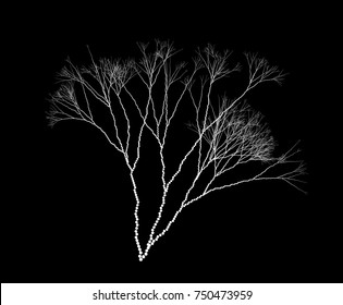 Vector Fractal Dotted Algae Branches - Graaphic Element
