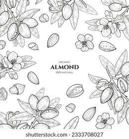 Vector frame with almond. Hand drawn illustrations. Botanical drawing.Vintage style.Nut collection.