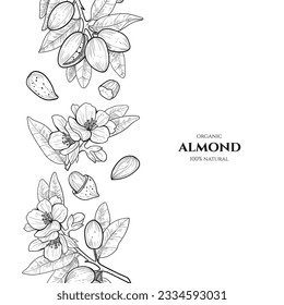 Vector frame with almond. Hand drawn illustrations. Botanical drawing.Vintage style.Nut collection.