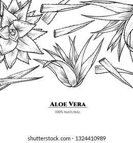 Vector frame with aloe vera. Hand drawn. Vintage style