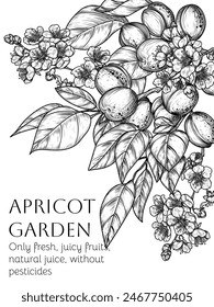 Vector frame of apricot branch with fruits and flowers in engraving style