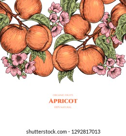 Vector frame with apricots and flowers. Hand drawn. Vintage style