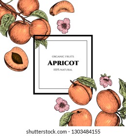 Vector frame with apricots and flowers. Hand drawn. Vintage style
