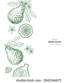 Vector frame with  bergamot. Hand drawn illustrations. Botanical drawing.