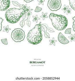 Vektorrahmen mit Bergamotte. Handgezeichnete Illustrationen. Botanische Zeichnung.