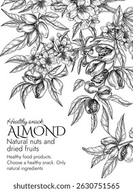 Vector frame of a blooming almond garden in engraving style. Graphic banner with nuts on a branch. Template with growing a healthy snack