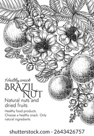 Vector frame of a blooming Brazil nut garden in engraving style. Graphic banner with nuts on a branch. Template with growing a healthy snack