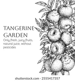 Vector frame of blooming tangerine branch with fruits in engraving style