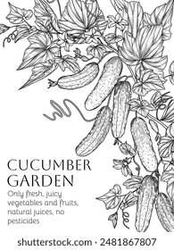 Vector frame of a branch of cucumbers with leaves and flowers in engraving style