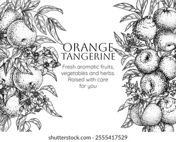 Vector frame of citrus garden with oranges and tangerines. Fruits, leaves and flowers in engraving style