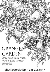 Vector frame of citrus orchard with oranges. Fruits, leaves and blossoms in engraving style