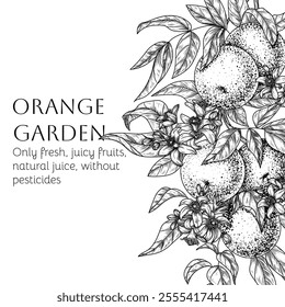 Vector frame of citrus orchard with oranges. Fruits, leaves and blossoms in engraving style	