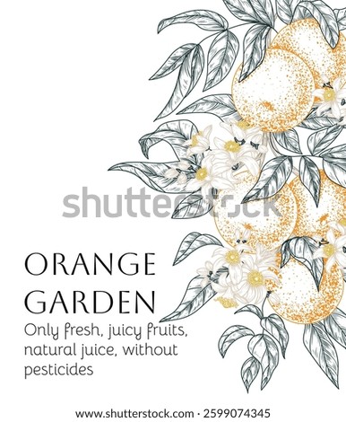 Vector frame of citrus orchard with oranges. Fruits, leaves and blossoms in engraving style. Fresh farm fruits. Organic farming. Nutrition banner, healthy eating