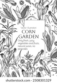 Vector frame corn on stalks, corn cobs and grains in engraving style