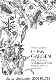 Vector frame corn on stalks, corn cobs and grains in engraving style