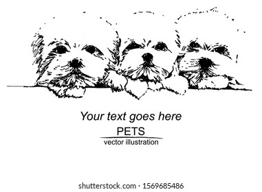 Vector frame with cute fluffy puppies on white background. Black and white sketch with line art. Hand drawn pets for greeting cards or posters.