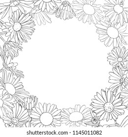 vector frame with drawing daisy flowers, floral template, hand drawn botanical illustration