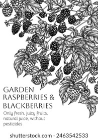 Marco de Vector de bayas forestales comestibles. Frambuesas, moras en estilo grabado